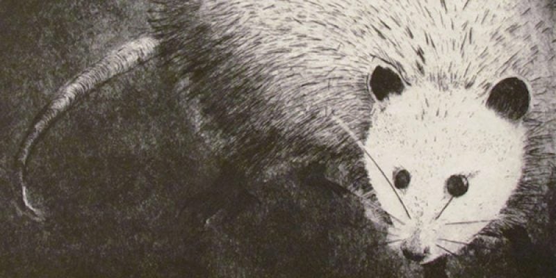 A macro detail of an etching featuring an opossum. The high-contrast black-and-white print highlights the creature's wide dark eyes and thin whiskers. Fine, cross-hatched lines create a sense of coarse fur and a textured, leathery tail against a dark background.
