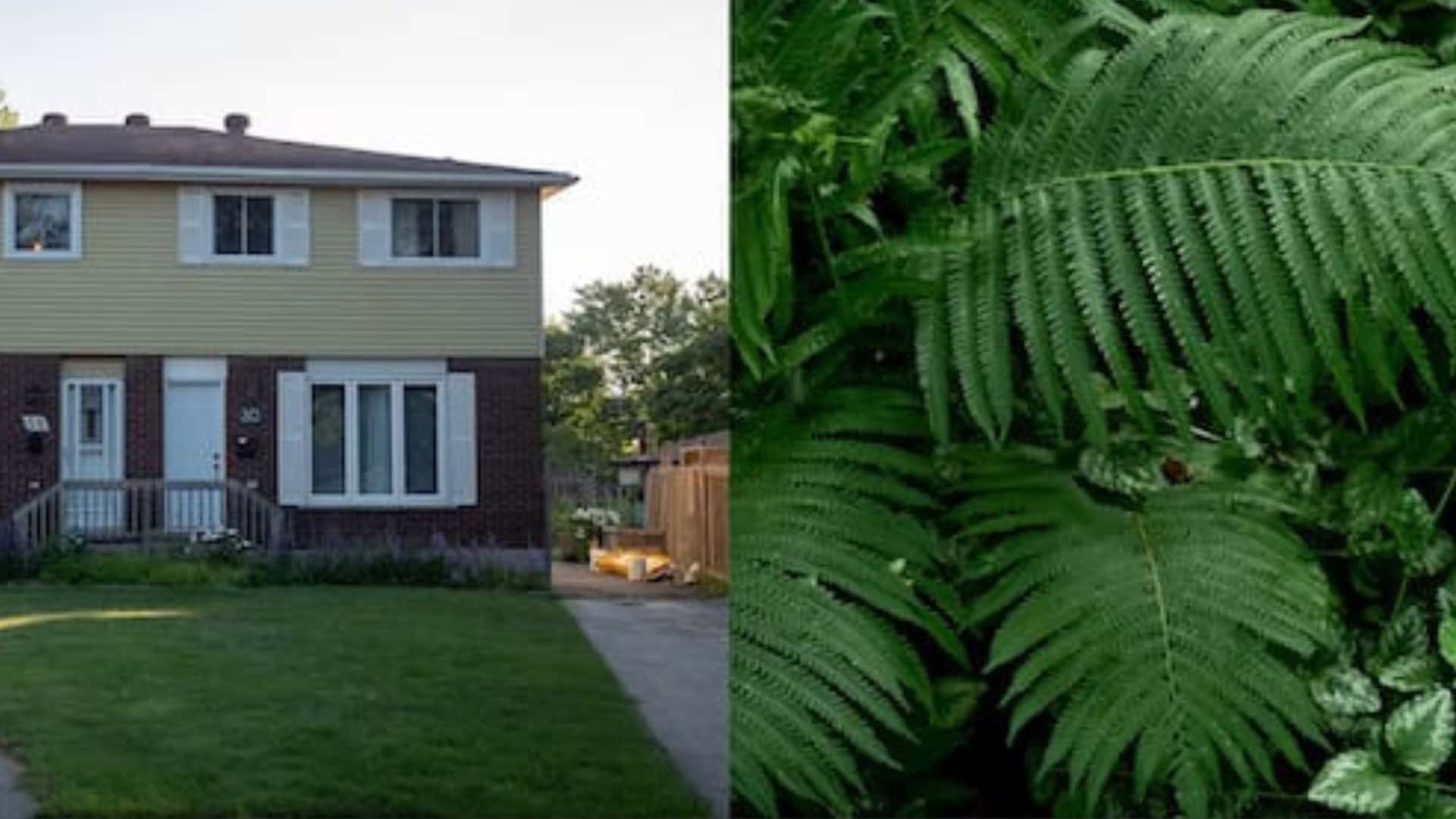 A split-frame image of two photographs. On the left, a tan and brick two-story suburban house sits behind a green lawn under a clear sky. On the right, a dense, vibrant green cluster of fern fronds fills the frame, contrasting domestic architecture with wild nature.