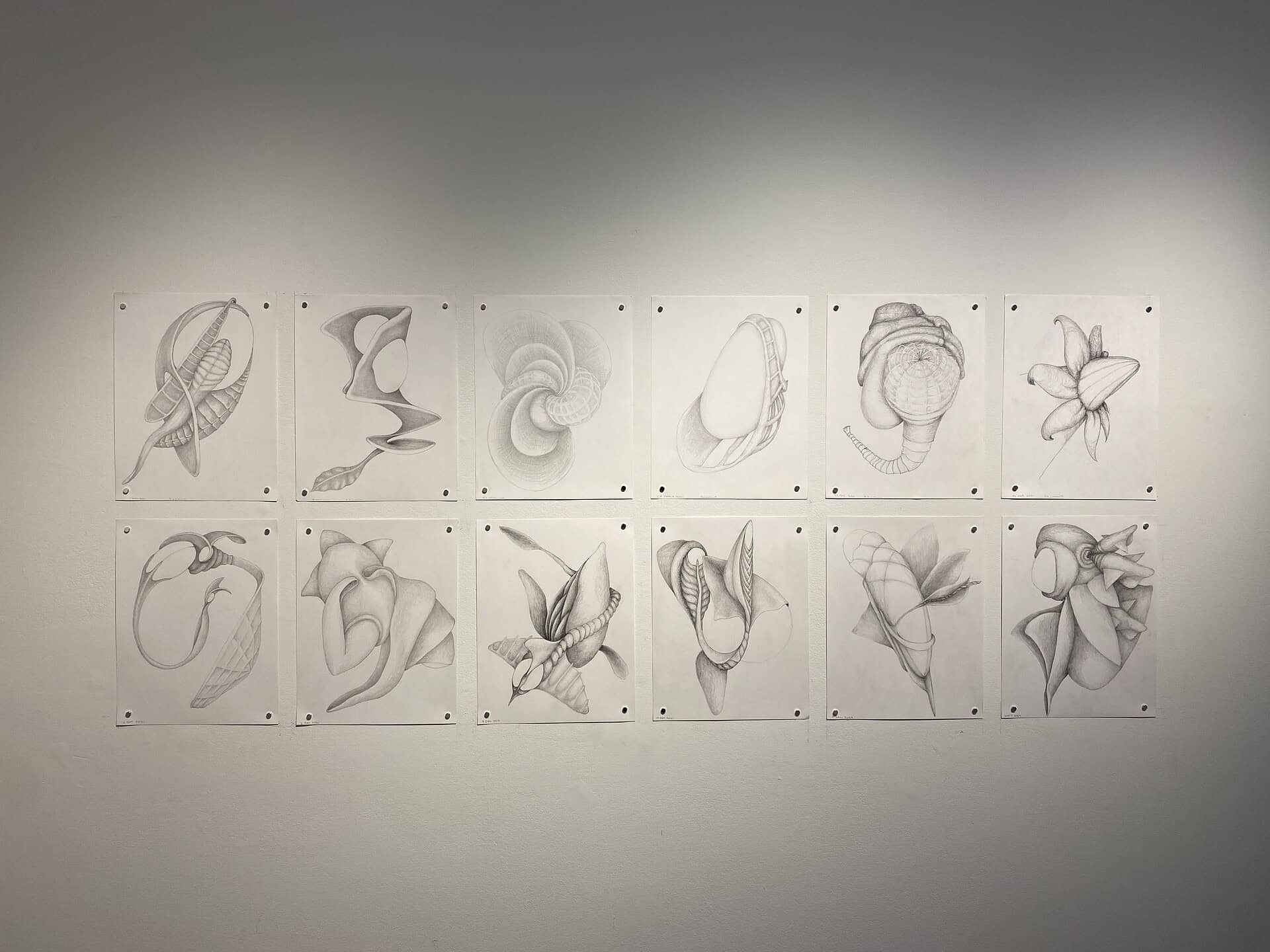 Twelve graphite drawings depicting smooth, twisting organic forms resembling plant and shell structures, evenly arranged in two rows.