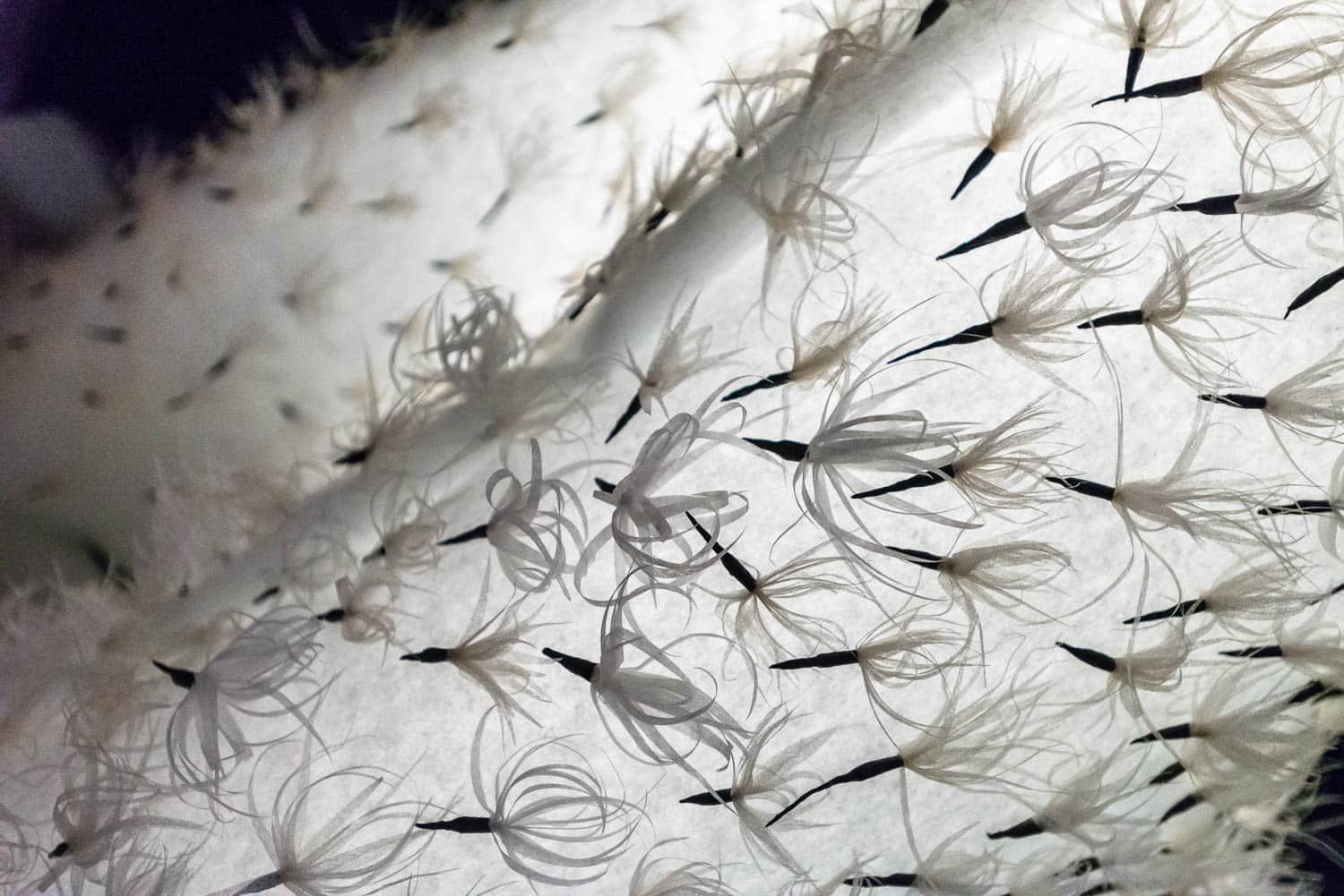 A macro detail of the dress skirt. The surface is a translucent white fabric densely pinned with delicate white seed-head structures. The sharp black stems contrast with the soft, wispy white fibres against the bright backlighting.