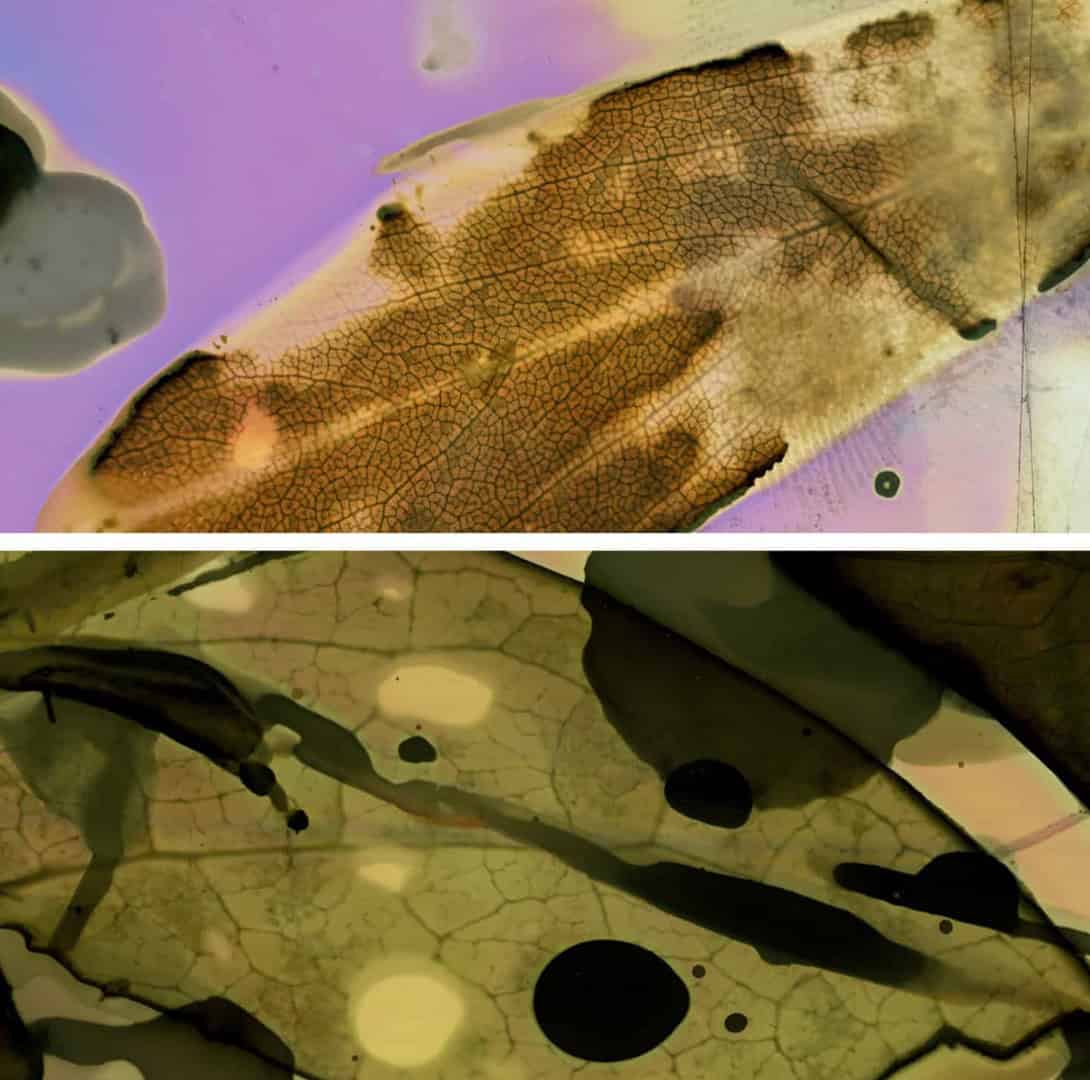 Two abstract images promoting the Phytogramming Workshop with Francisca Duran at Centre[4]Arts: the top shows a brown, textured leaf against a purple, pink, and cream background; the bottom shows overlapping greenish leaves with dark spots and fine veins.